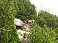 Pinus mugo 29, Saxifraga-Hans Grotenhuis