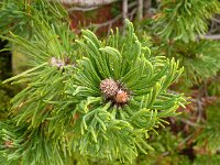 Pinus mugo 32, Saxifraga-Hans Grotenhuis