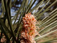 Pinus nigra 26, Zwarte den, Saxifraga-Ed Stikvoort