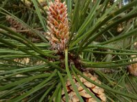 Pinus nigra 29, Zwarte den, Saxifraga-Ed Stikvoort