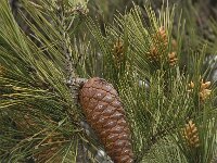 Pinus pinaster 9, Zeeden, Saxifraga-Willem van Kruijsbergen