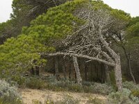 Pinus pinea 10, Parasolden, Saxifraga-Jan van der Straaten