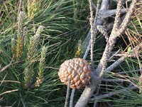 Pinus pinea 1, Parasolden, Saxifraga-Rutger Barendse