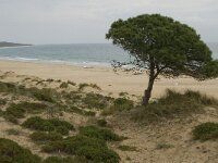 Pinus pinea 7, Parasolden, Saxifraga-Jan van der Straaten