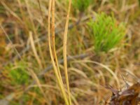 Pinus radiata 4, Saxifraga-Rutger Barendse