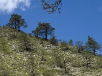 Pinus sylvestris 12, Grove den, Saxifraga-Marijke Verhagen