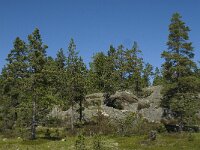 Pinus sylvestris 23, Grove den, Saxifraga-Jan van der Straaten