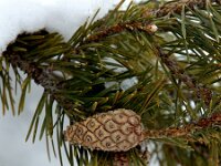 Pinus sylvestris 3, Grove den, Saxifraga-Jan van der Straaten