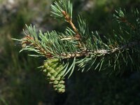 Pinus sylvestris 4, Grove den, Saxifraga-Jan van der Straaten