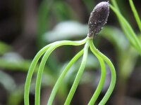 Pinus sylvestris 45, Grove den, Saxifraga-Rutger Barendse