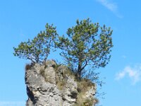 Pinus sylvestris 53, Grove den, Saxifraga-Rutger Barendse