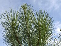 Pinus sylvestris 55, Grove den, Saxifraga-Roel Meijer  Top of young pine tree on blue sky : branch, needle, needles, pine, top, tree, twig, branches, natural, nature, twigs