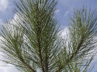 Pinus sylvestris 56, Grove den, Saxifraga-Roel Meijer  Top of young pine tree on blue sky : branch, needle, needles, pine, top, tree, twig, branches, natural, nature, twigs, pine cone