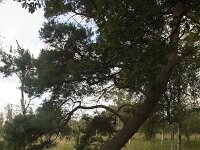 Scotch pine (Pinus sylvestris) grown crooked  Scotch pine (Pinus sylvestris) grown crooked : tree, rural, rural landscape, rural scene, non-urban landscape, non-urban scene, land, summer, summertime, season, outside, outdoor, outdoors, no people, nobody, scotch pine, scots pine, pine, crooked, trunk, branch, branches, twig, twigs, green, nature, natural