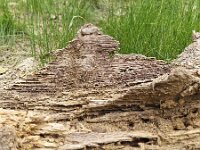Special patterns in decaying tree trunk  Special patterns in decaying tree trunk : special, peculiar, pattern, patterns, tree, trunk, annual rings, tree ring, tree rings, hill, hills, decaying decay, wood, wooden, rot, rotting, nature, natural, outside, outdoor, outdoors, nobody, no people