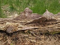 Special patterns in decaying tree trunk  Special patterns in decaying tree trunk : special, peculiar, pattern, patterns, tree, trunk, annual rings, tree ring, tree rings, hill, hills, decaying decay, wood, wooden, rot, rotting, nature, natural, outside, outdoor, outdoors, nobody, no people