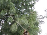 Pinus wallichiana 3, Tranenden, Saxifraga-Rutger Barendse