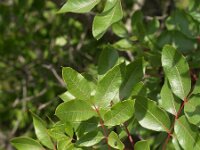 Pistacia terebinthus 6, Saxifraga-Branko Bakan : slike