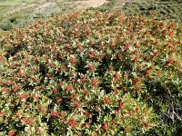 Pistacia terebinthus 8, Saxifraga-Peter Meininger