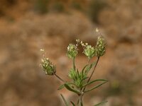 Plantago afra