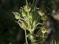 Plantago afra 11, Vlozaad, Saxifraga-Jan van der Straaten