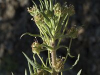 Plantago afra 12, Vlozaad, Saxifraga-Willem van Kruijsbergen