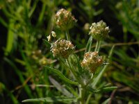 Plantago afra 21, Vlozaad, Saxifraga-Ed Stikvoort