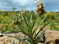Plantago afra 22, Vlozaad, Saxifraga-Ed Stikvoort : Tavira s9900