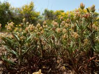 Plantago afra 23, Vlozaad, Saxifraga-Ed Stikvoort : Vale Fuzeiros s9900