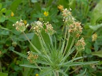 Plantago afra 24, Vlozaad, Saxifraga-Ed Stikvoort : Olhão s9900