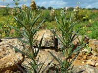 Plantago afra 25, Vlozaad, Saxifraga-Ed Stikvoort : Tavira s9900
