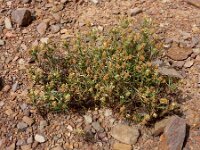 Plantago afra 26, Vlozaad, Saxifraga-Ed Stikvoort : Vale Fuzeiros s9900