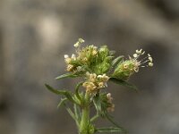 Plantago afra 5, Vlozaad, Saxifraga-Jan van der Straaten