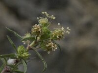 Plantago afra 6, Vlozaad, Saxifraga-Willem van Kruijsbergen