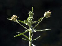 Plantago afra 7, Vlozaad, Saxifraga-Willem van Kruijsbergen