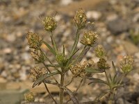 Plantago afra 8, Vlozaad, Saxifraga-Willem van Kruijsbergen