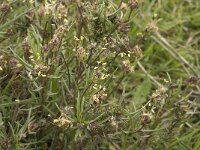 Plantago afra 9, Vlozaad, Saxifraga-Jan van der Straaten