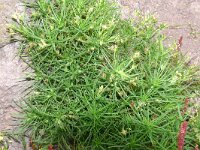 Plantago arborescens 4, Saxifraga-Hans Grotenhuis