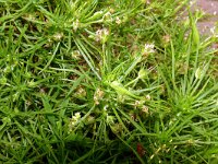 Plantago arborescens 5, Saxifraga-Hans Grotenhuis