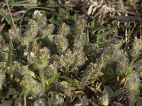 Plantago cretica 3, Saxifraga-Willem van Kruijsbergen