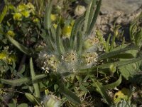 Plantago cretica 4, Saxifraga-Willem van Kruijsbergen