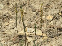 Plantago holosteum 2, Saxifraga-Jan van der Straaten