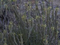 Plantago holosteum 3, Saxifraga-Jan van der Straaten