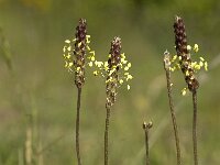 Plantago holosteum 6, Saxifraga-Jan van der Straaten