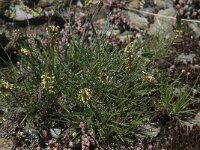 Plantago holosteum 7, Saxifraga-Willem van Kruijsbergen