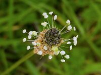 Plantago lanceolata 17, Smalle weegbree, Saxifraga-Ab H Baas