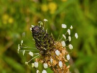 Plantago lanceolata 18, Smalle weegbree, Saxifraga-Ab H Baas