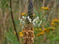 Plantago lanceolata 34, Smalle weegbree, Saxifraga-Ab H Baas