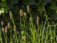 Plantago lanceolata 41, Smalle weegbree, Saxifraga-Jan van der Straaten