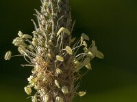Plantago lanceolata 42, Smalle weegbree, Saxifraga-Jan van der Straaten